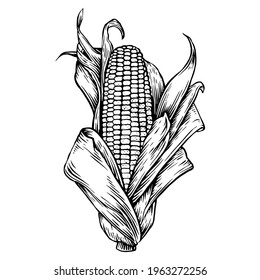Ilustración del vector de maíz dibujado a mano sobre fondo blanco aislado
