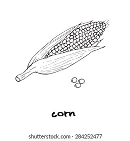 hand drawn corn, vector illustration
