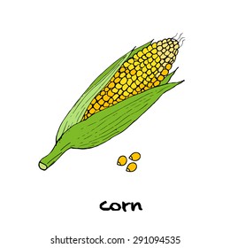 hand drawn corn, vector illustration