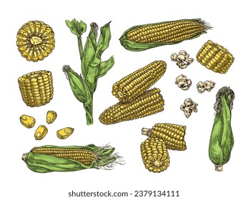 Hand drawn corn. Vintage ear of sweetcorn sketch, corn cobs, grains and popcorn vector illustration set of sweetcorn agriculture graphic engraving