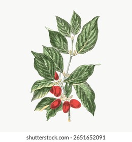 ilustração de cereja Corneliana desenhada à mão, vetor vintage isolado no branco. Ilustração de fruta vintage isolada em branco, vetor. Vetor de ilustração de fruto desenhado à mão.