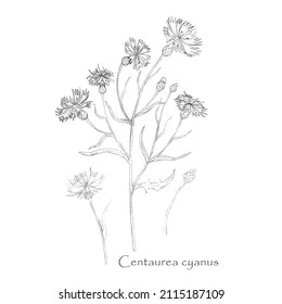 Hand drawn Cornflower or Centaurea cyanus isolated