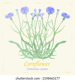 Hand drawn Cornflower or Centaurea cyanus isolated