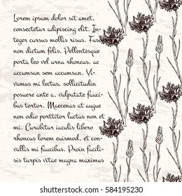 Hand drawn cornflower plant with leaves background. officinalis, medicinal, cosmetic plants vintage ink sketch style. Healing herbal vector illustration for labels.