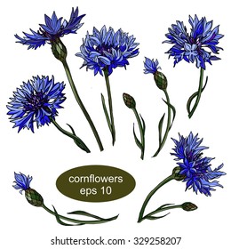 Hand drawn cornflowers and leaves isolated on white background vector