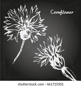 Hand drawn cornflowers on isolated on chalk-board background vector