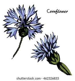 Hand drawn cornflowers on isolated on white background vector