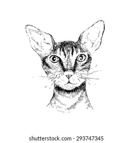 hand drawn cornish rex cat portrait