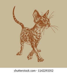 Hand drawn cornish rex, sphynx kitten. Cute cat in engraving style. Pets illustration