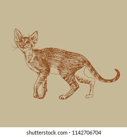 Hand drawn cornish rex, sphynx kitten. Cute cat in engraving style. Pets illustration
