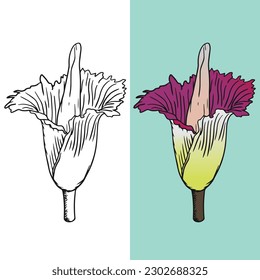 Hand drawn Corpse flower vector