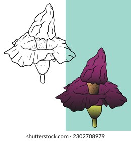 Hand drawn Corpse flower vector