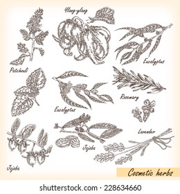 Hand drawn cosmetic herbs. Plant patchouli, jojoba, eucalyptus, lavender, rosemary, ylang-ylang with flower and fruits vector illustration