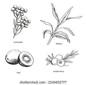 Hand drawn cosmetic ingredients: immortelle, juniper berry, matcha, kiwi svg