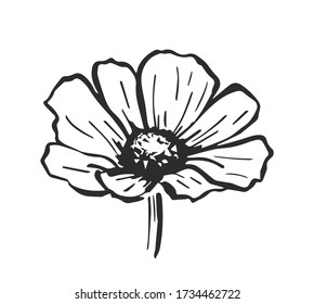 Hand Drawn Cosmos Flower - Vector Decoration