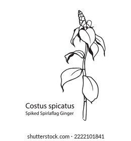 Hand drawn Costus spicatus, also known as Spiked Spirlaflag Ginger or Indian Head Ginger. Perfect as a nature and plant themed design element.