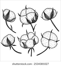 Hand drawn  cotton branch plant. Cotton flower drawing. Vector illustration