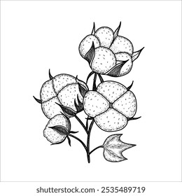 Hand drawn  cotton branch plant. Cotton flower drawing. Vector illustration