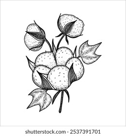 Hand drawn  cotton branch plant. Cotton flower drawing. Vector illustration