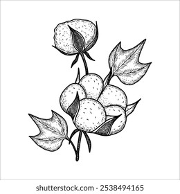 Hand drawn  cotton branch plant. Cotton flower drawing. Vector illustration