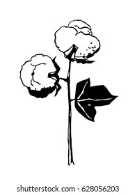 Hand drawn cotton branch in vintage style. Vector