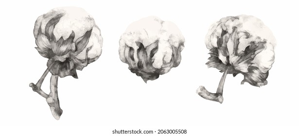 Ramas de algodón dibujadas a mano. Ilustración vectorial altamente detallada