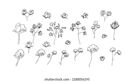 Las Ramas De Algodón Dibujadas A Mano Hacen Ilustración. Ilustración de brotes de flores de algodón
