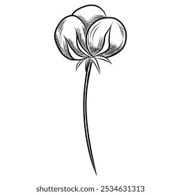 Hand Drawn Cotton Flower Line Art Illustration. Cotton Balls engraving isolated on white background. Cotton Plant Black and white illustration. 