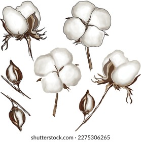 Hand drawn cotton flower for your pattern, or  you can use for anything