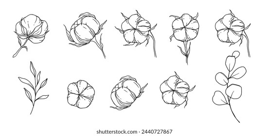 Hand Drawn Cotton Flowers Line Art Illustration. Cotton Balls isolated on white. Floral Line Art. Cotton Plant Black and white illustration. Fine Line Cotton illustration. 