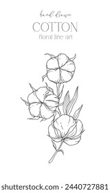 Hand Drawn Cotton Flowers Line Art Illustration. Cotton Balls isolated on white. Floral Line Art. Cotton Plant Black and white illustration. Fine Line Cotton illustration. 