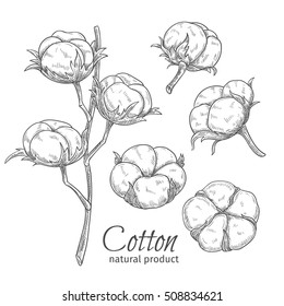 Hand drawn cotton flowers . Vector illustration in sketch style.