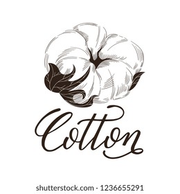 Hand Drawn cotton illustration with lettering. Can use for label, logo. Template for your design.