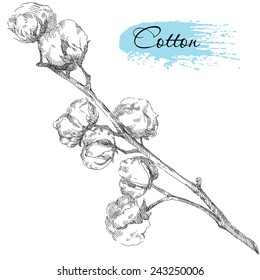 Hand drawn cotton plant