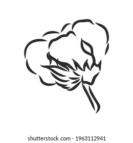 Hand drawn cotton plant in vintage style.