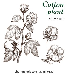 Hand drawn cotton plant in vintage style.