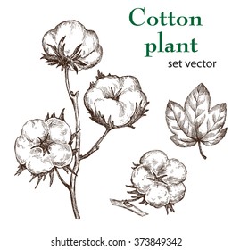 Hand drawn cotton plant in vintage style.