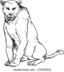 hand drawn cougar