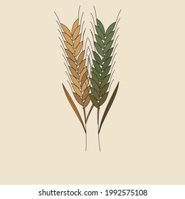 Hand drawn couple of dry brown and dark green wheat ear. Vector illustration in doodle art style on soft brown background