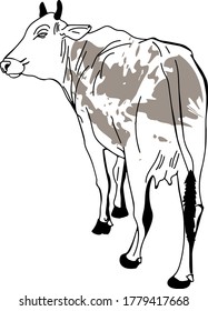 Hand drawn cow, calf, side view, standing. Vector illustration. For print. Poster. Web