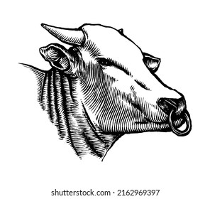 Hand Drawn Cow Head, Engraving Style Illustration, Cattle