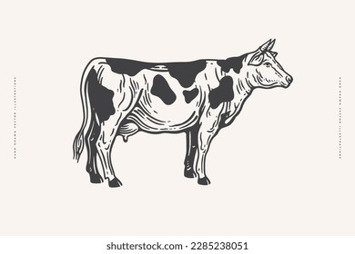 Hand drawn cow illustration in engraving style on light background. Vector illustration. Vintage style.