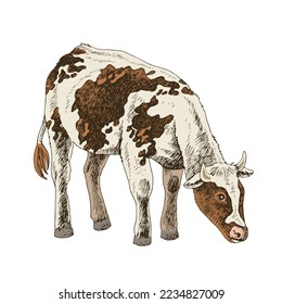 Hand drawn cow, isolated on a white background