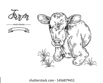 Hand drawn cow lying on the grass. Calf, bull, cattle vector illustration. Farm animal collection. Black and white graphic.