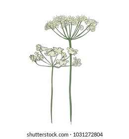 Hand drawn cow parsley, vector