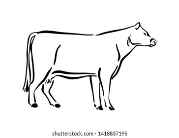 Hand drawn cow sketch illustration. Vector black ink drawing farm animal, outline silhouette isolated on white background. 