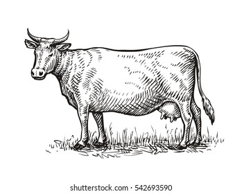 Hand Drawn Cow. Sketch Vector Illustration