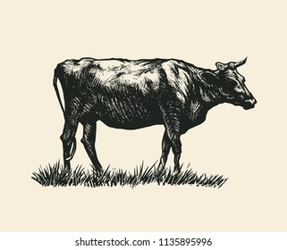 Hand Drawn Cow. vector illustration