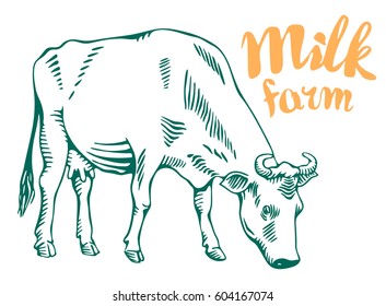 Hand drawn cow vector illustration. Cattle in vintage engraving style. isolated on white background