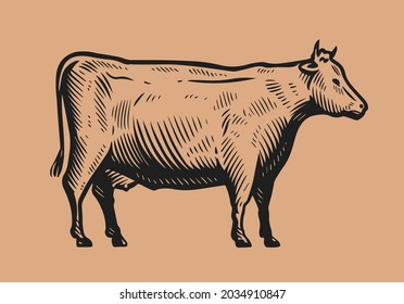 Hand Drawn Cow In Vintage Engraving Style. Beef, Dairy Products Concept